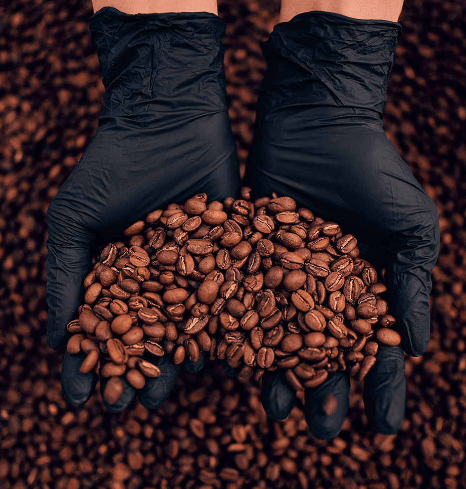 Hands holding roasted coffee beans in gloves.